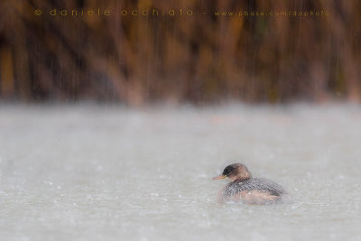 Litte Grebe (Tachybaptus ruficollis)