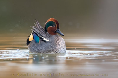 Eurasian Teal (Anas crecca)