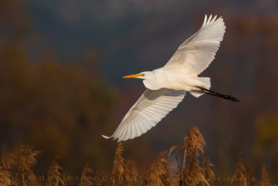 Great White Egret (Ardea alba)