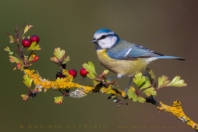 Blue Tit (Cyanistes caeruleus)