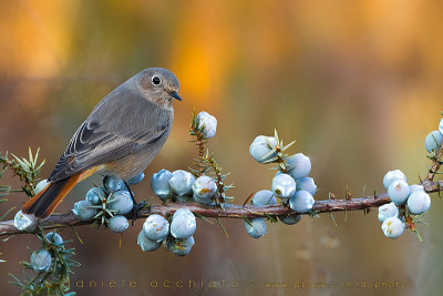 Black Redstart (Phoenicurus ochruros gibraltariensis)