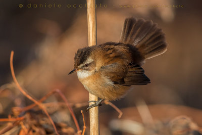 Moustached Warbler (Acrocephalus melanopogon)