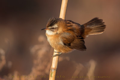 Moustached Warbler (Acrocephalus melanopogon)