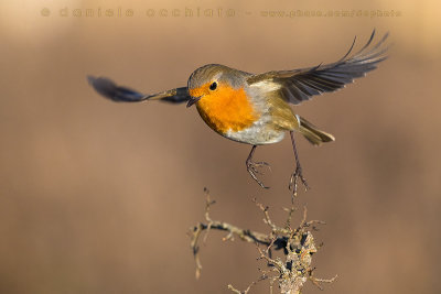 Eurasian Robin (Erithacus rubecula)