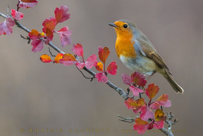 Eurasian Robin (Erithacus rubecula)