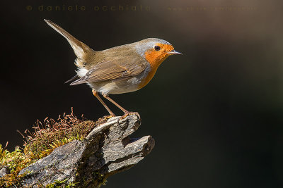Eurasian Robin (Erithacus rubecula)