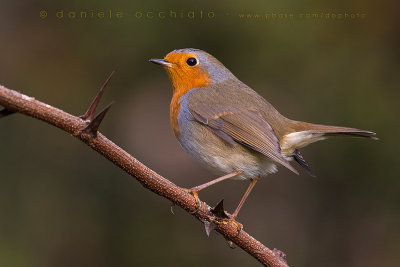 Eurasian Robin (Erithacus rubecula)