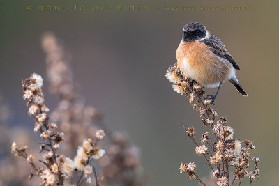 European Stonechat (Saxicola rubicola)