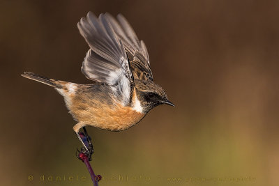 European Stonechat (Saxicola rubicola)