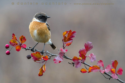 European Stonechat (Saxicola rubicola)