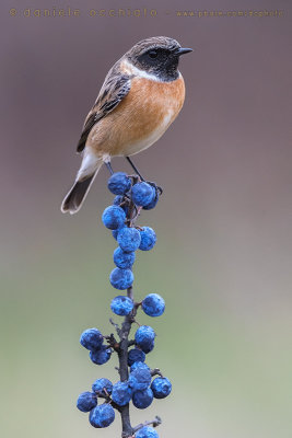 European Stonechat (Saxicola rubicola)