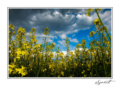 Colza ciel orageux 1 sur 1.jpg
