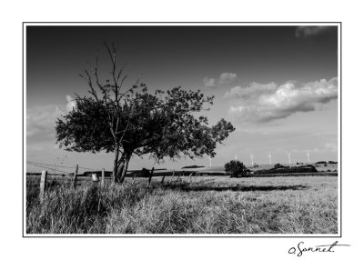 Arbre NB Eoliennes.jpg