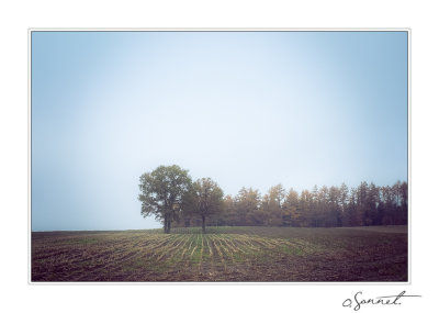 Arbre lignes champs.jpg