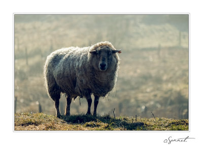 Animaux de ferme
