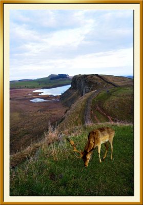  Steel Rigg 18