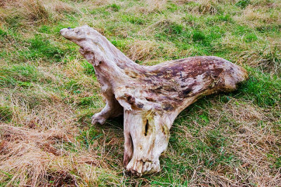 Driftwood - Sea Lion?