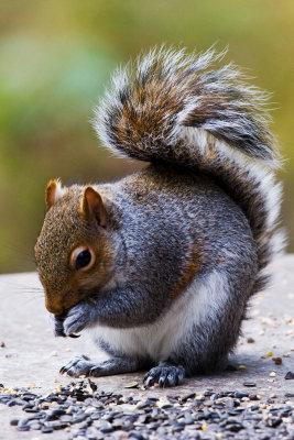Grey Squirrel