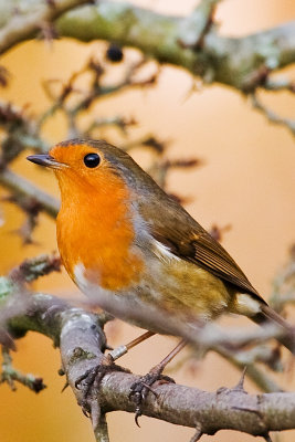 Robin 2.jpg