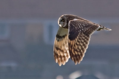 Short Eared Owl