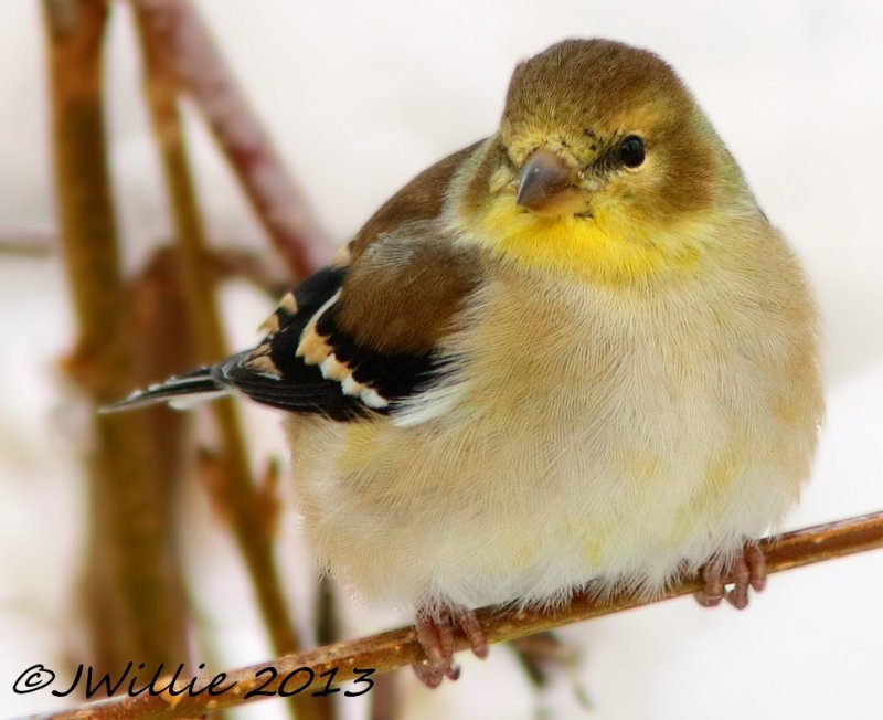 American Goldfinch