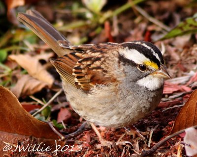 White-Throated Sparrows