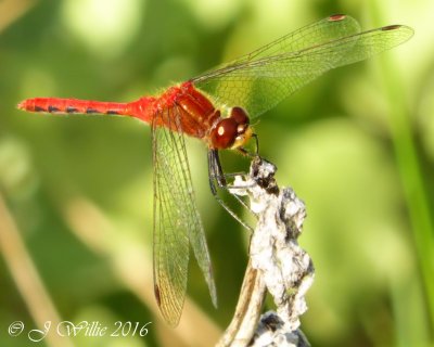 Red Dragonfly (Red-Veined Darter or Nomad) - ISO 80