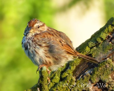 Chipping Sparrow - ISO 320