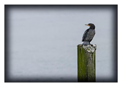 Double Crested Cormorant, Tofino, BC (Mar 2014)