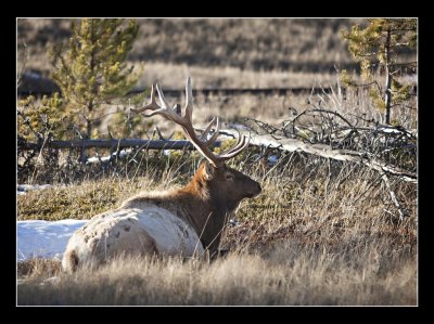 Elk (shedding winter coat), Jasper National Park