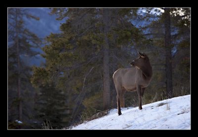Elk, Town of Jasper, Jasper National Park