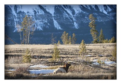 Elk (shedding winter coat), Jasper National Park