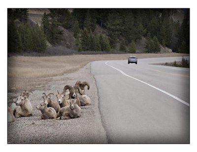 Mountain Sheep, Highway 16 (Yellowhead Highway), Jasper National Park