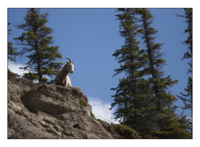 Mountain Sheep, Jasper National Park