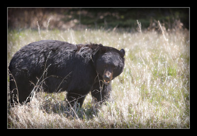 Black Bear