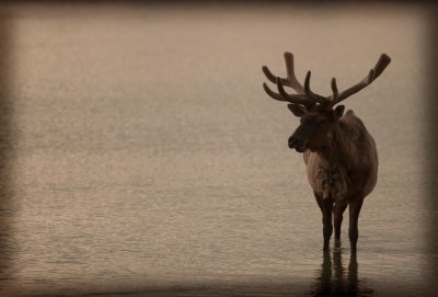 Elk, Jasper National Park