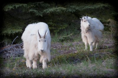 Mountain Goats, Jasper National Park