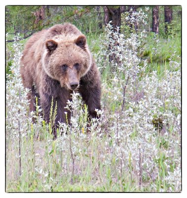 Grizzly Bear, Snaring River, Jasper National Park