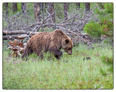 Grizzly Bear, Snaring River, Jasper National Park