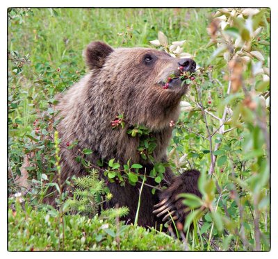 Grizzly Bear, Snaring River, Jasper National Park