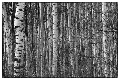 Spruce Trees, Snaring River area, Jasper National Park