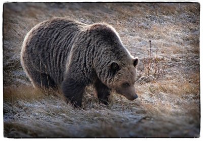 Grizzly Bear, Cadomin, Alberta