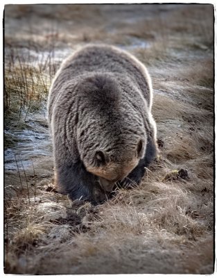 Grizzly Bear, Cadomin, Alberta