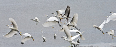 Ibis-with-Egrets.jpg