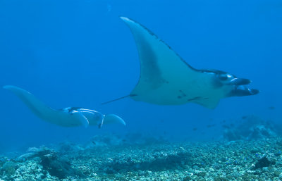 arenui_mantas_sept_2013