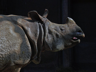 Rhino at Toronto Zoo