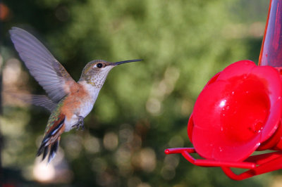 Hummingbird