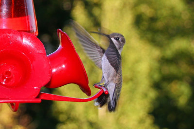 Hummingbird