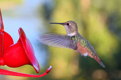 Hummingbird