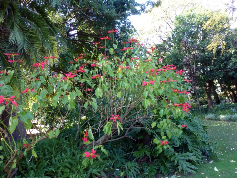 Poinsettias in The Companys Garden